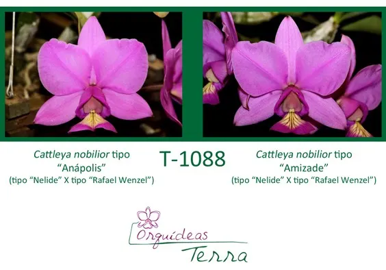 Cattleya nobilior tipo 'Anapolis' x Cattleya nobilior tipo 'Amizade'
