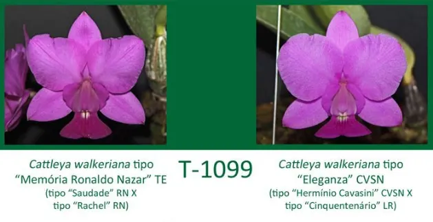 Cattleya walkeriana tipo 'Memoria Ronando Nazar' TE x Cattleya walkeriana tipo 'Eleganza' CVSN