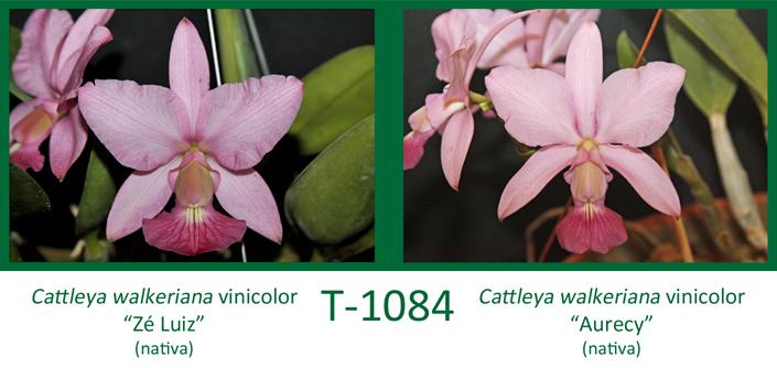 Cattleya walkeriana vinicolor 'Ze Luiz' x Cattleya walkeriana vinicolor 'Aurecy'