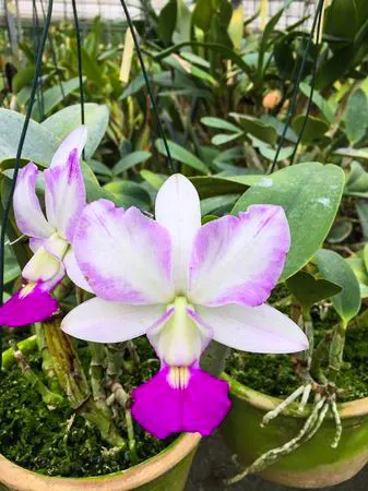 Cattleya walkeriana fantasia 'George Suzuki'