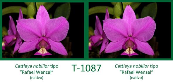 Cattleya nobilior tipo 'Rafael Wenzel' x Cattleya nobilior tipo 'Rafael Wenzel'