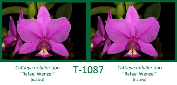 Cattleya nobilior tipo 'Rafael Wenzel' x Cattleya nobilior tipo 'Rafael Wenzel'