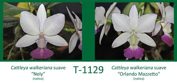 Cattleya walkeriana suave 'Nely' x Cattleya walkeriana suave 'Orlando Mazzetto'