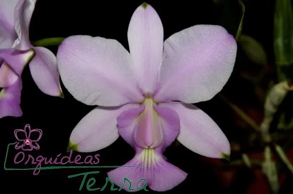 Cattleya walkeriana concolor (change with Sopro Divino)