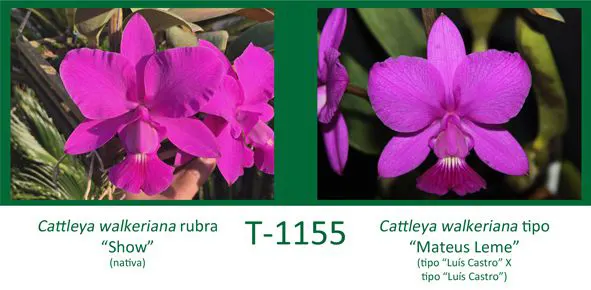 Cattleya walkeriana rubra 'Show' x Cattleya walkeriana tipo 'Mateus Leme'