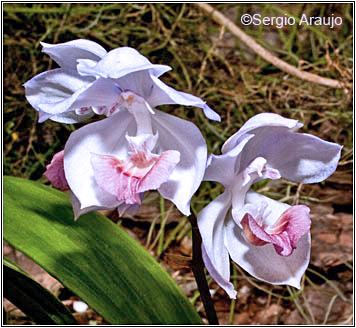 Acacallis rosariana