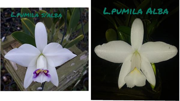 Laelia pumila semi-alba x alba