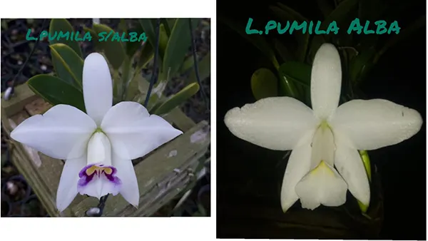 Laelia pumila semi-alba x alba