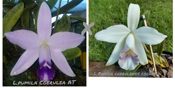 Laelia pumila coerulea 'AT' x coerulescens 'Cochetto'