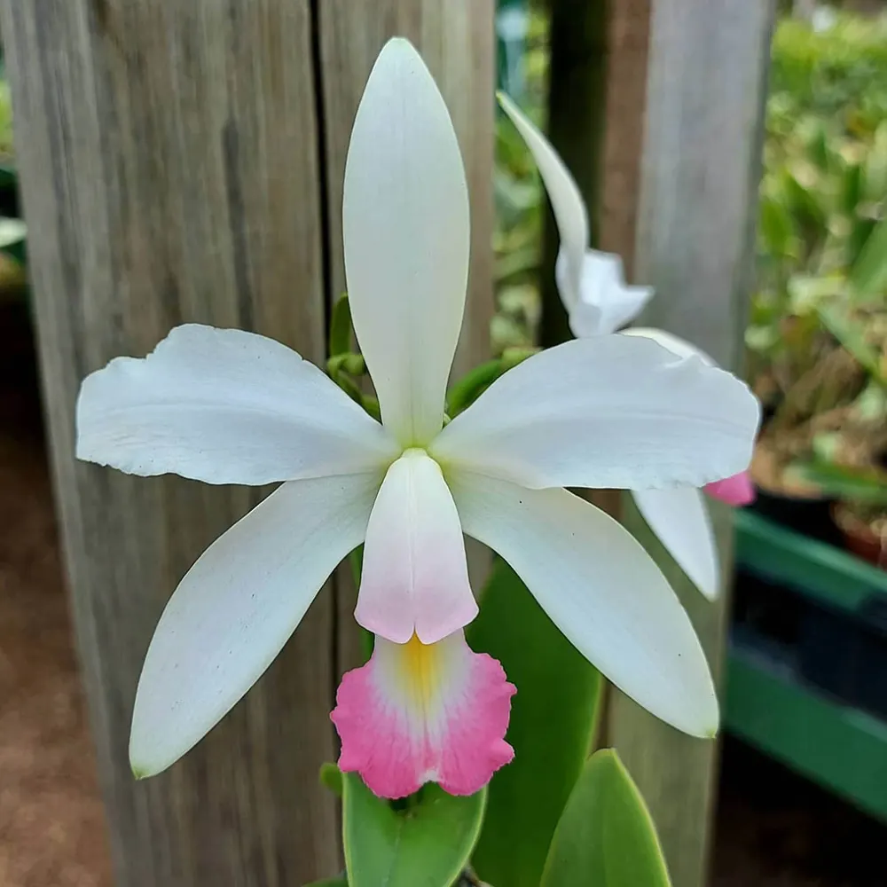 Cattleya violacea carnea