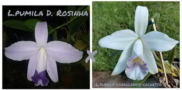 Laelia pumila coerulea 'D Rosinha' x coerulescens 'Cochetto'
