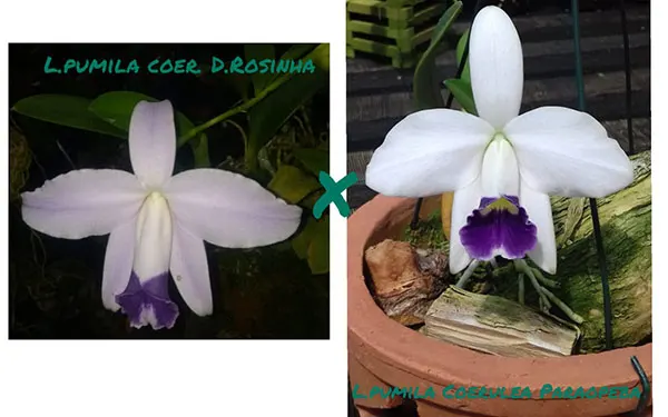 Laelia pumila coerulea 'D Rosinha' x coerulea 'Paraopeba'