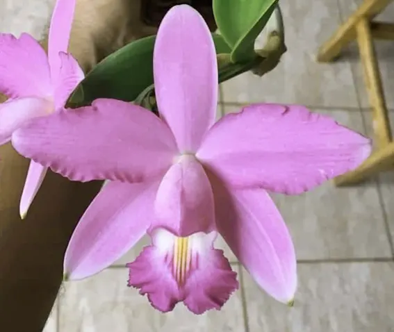 Cattleya violacea concolor (Guarapary)