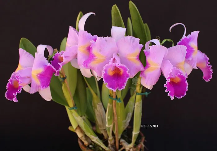 Cattleya trianae (mariposa' x rotunda) x trilabelo #5783