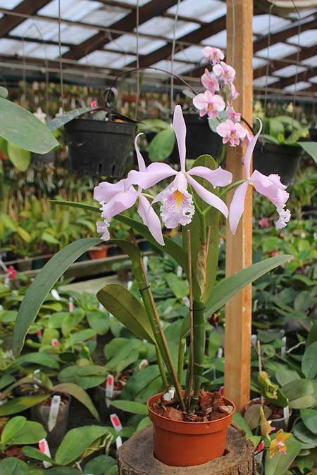 Cattleya maxima (rosada x concolor 'Ricardo')