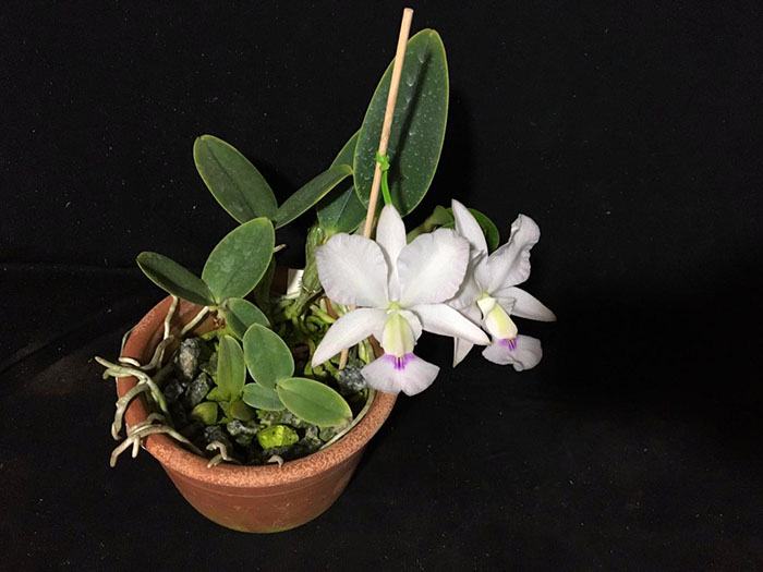 Cattleya walkeriana 'Fatinha' x 'Alan'
