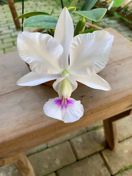 Cattleya walkeriana semi-alba 'Fatinha' x amoema 'Gloria'