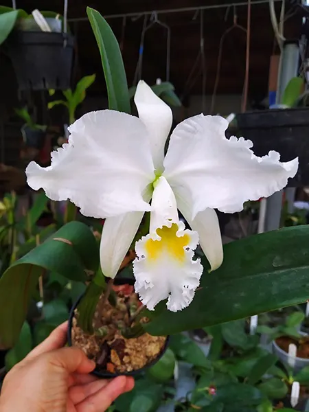 Cattleya mossiae alba 'Carpinteiro'