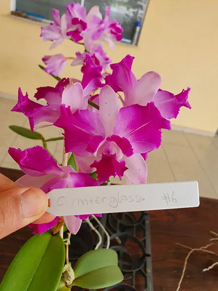 Cattleya Interglossa #6