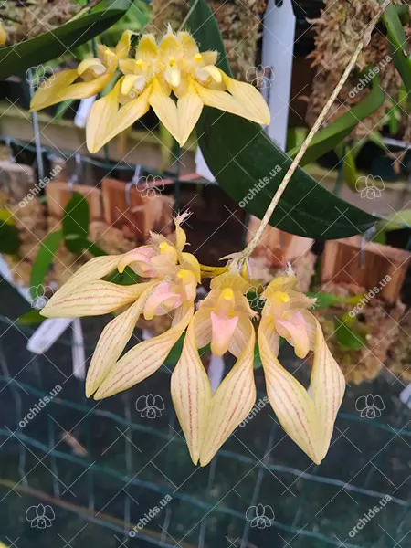 Bulbophyllum annandalei