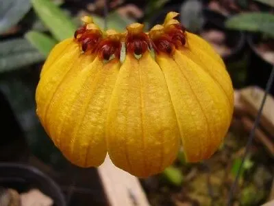 Bulbophyllum mastersianum