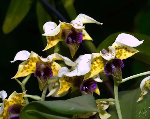 Dendrobium atroviolaceum