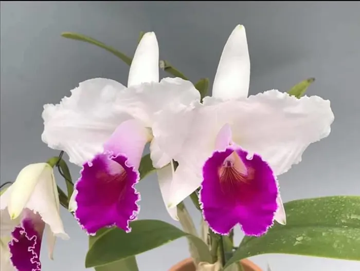 Cattleya quadricolor semi-alba 'Sazagua'