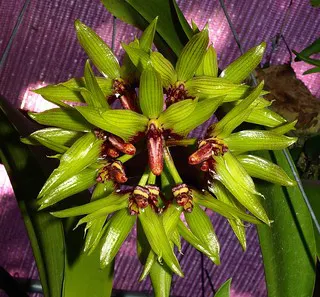 Bulbophyllum foetidum