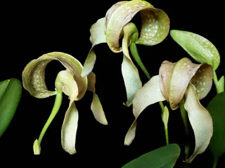 Bulbophyllum burfordiense