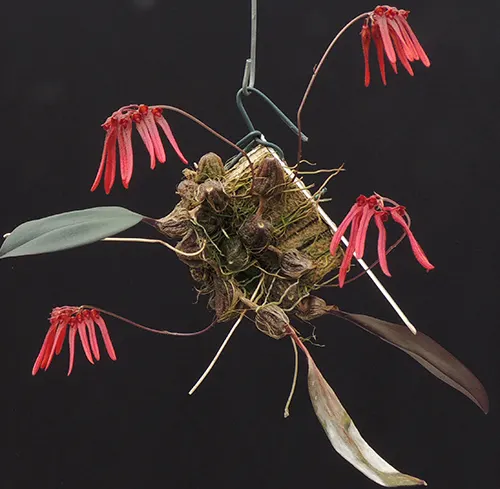 Bulbophyllum thaiorum