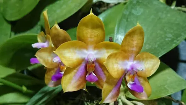 Phalaenopsis Mituo GH King Star 'Blueberry'
