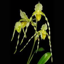 Paphiopedilum philippinense var roebelenii album