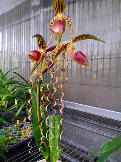 Paphiopedilum Chiu Hua Dancer (gigantifolium x sanderianum)