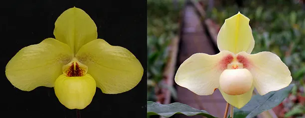 Paphiopedilum Wossner China Moon x hangianum