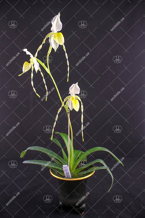 Paphiopedilum Mount Toro album x philippinense var roebelenii album