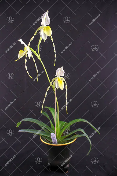 Paphiopedilum Mount Toro album x philippinense var roebelenii album
