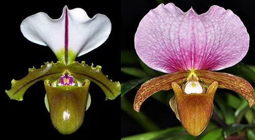 Paphiopedilum spicerianum x charlesworthii
