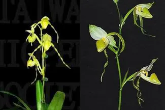 Paphiopedilum Mount Toro album x stonei album