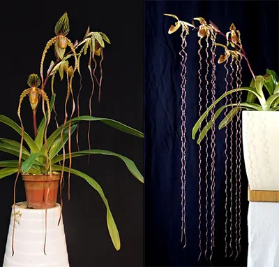 Paphiopedilum Shin Yi Sanders x sanderianum