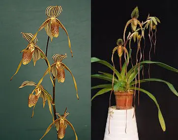 Paphiopedilum Bel Royal x Shin Yi Sanders
