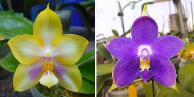 Phalaenopsis Zheng Min Muscadine x violacea-indigo