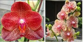 Phalaenopsis Miro Sun 'Miro 2' x Yaphon Goldrose 'Yaphon'