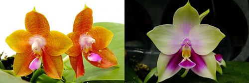 Phalaenopsis (Yaphon Goodboy x KS Happy Eagle) 'Freya' x AL Redsun Queen 'AL-1'