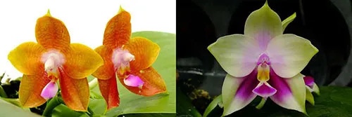 Phalaenopsis (Yaphon Goodboy x KS Happy Eagle) 'Freya' x AL Redsun Queen 'AL-1'
