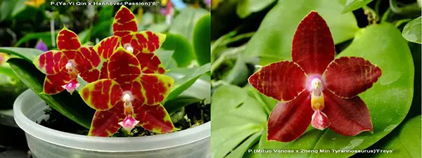 Phalaenopsis (Ya-Yi Qin x Hannover Passion) 'Zheng' x (Mituo Venosa x Zheng Min Tyrannosaurus) 'Freya'