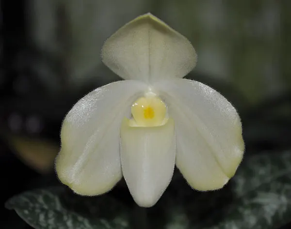 Paphiopedilum concolor alba 'MS' x self