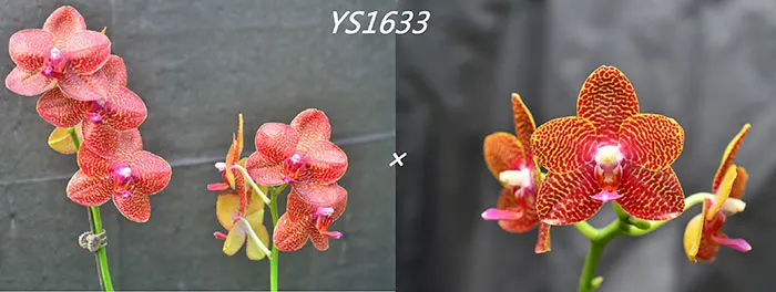 Phalaenopsis Chingruey's Tiger 'Ba-Shi' x Joy Auckland Beauty