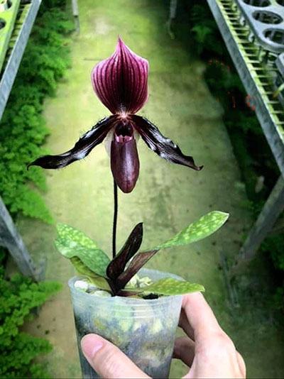 Paphiopedilum canhii x sukhakulii