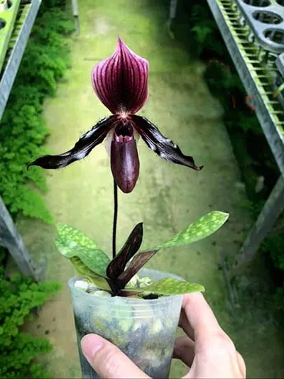 Paphiopedilum canhii x sukhakulii