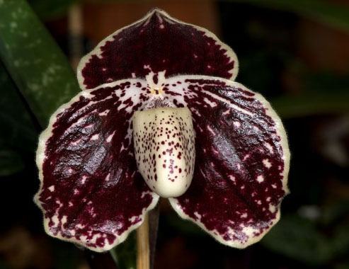 Paphiopedilum leucochilum dark x self